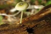 Mycena globuliformis image