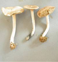 Inocybe sindonia image