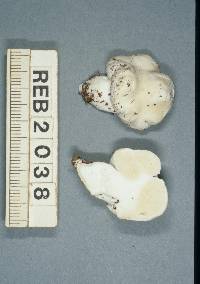 Notholepiota areolata image