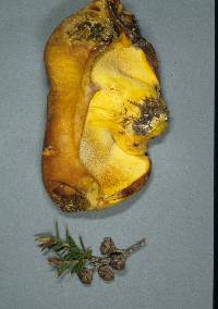 Boletus rawlingsii image