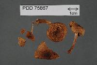 Inocybe curvipes image