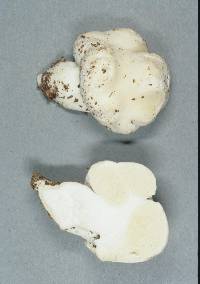 Notholepiota areolata image