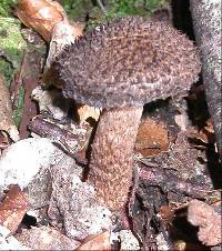 Inocybe strobilomyces image