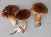 Tricholoma stans image