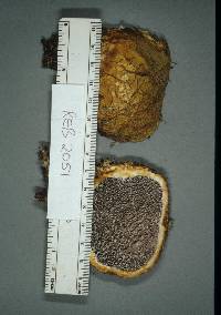 Scleroderma cepa image