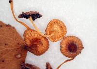 Mycena globuliformis image