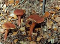 Lactarius umerensis image