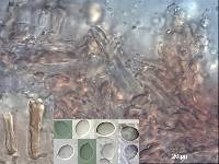 Mycena globuliformis image