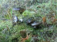 Cortinarius vitreopileatus image