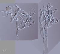 Peronospora parasitica image