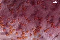 Dermocybe alienata image