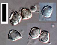 Entyloma ficariae image