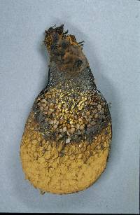 Pisolithus tympanobaculus image