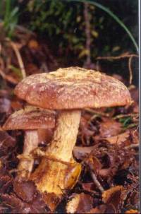 Cortinarius subcastanellus image