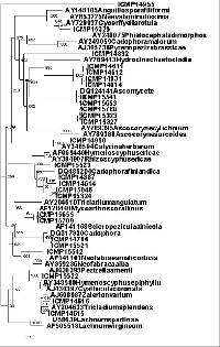 Helicodendron websteri image