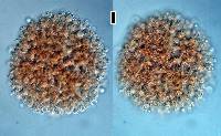 Candelabrum microsporum image