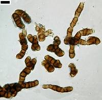Trimmatostroma salicis image