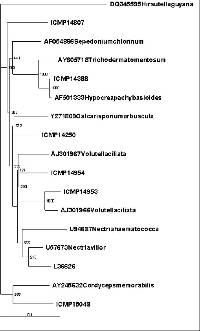 Lanatonectria flocculenta image