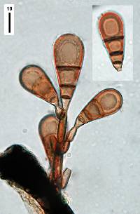 Brachysporiella pulchra image