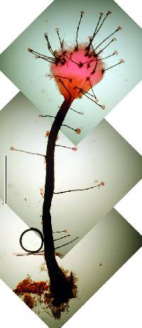 Image of Morrisographium fusisporium