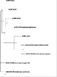 Fusidium griseum image