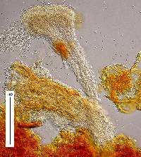 Polycephalomyces tomentosus image