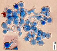 Bulbillomyces farinosus image