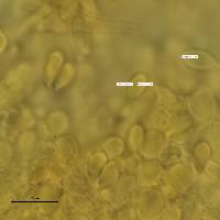 Marasmius kanukaneus image
