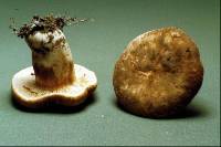 Lactarius sepiaceus image