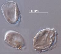 Peronospora grisea image