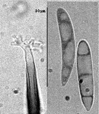 Dactylaria leptospermi image