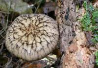 Pluteus velutinornatus image