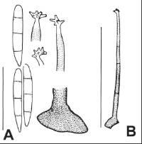 Dactylaria leptospermi image