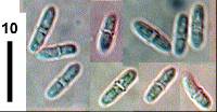 Lanatonectria flocculenta image
