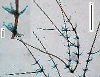 Chaetosphaeria inaequalis image