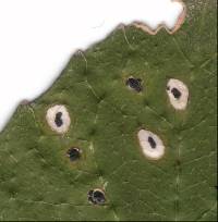 Image of Diplochorella melicyti