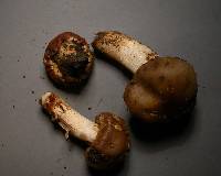 Cortinarius epiphaeus image