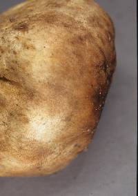 Scleroderma bovista image