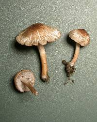 Inocybe curvipes image