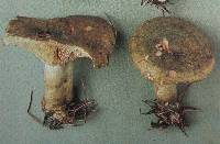 Lactarius turpis image