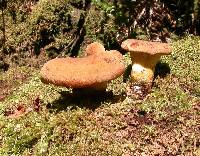 Image of Paxillus mcnabbii