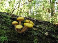 Armillaria limonea image