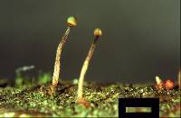 Nectria pseudotrichia image