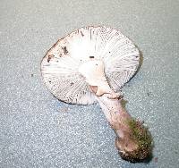 Amanita australis image