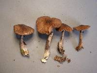 Entoloma haastii image