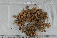 Piggotia nothofagi image