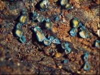 Chlorociboria albohymenia image