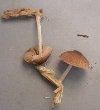 Pluteus readiarum image