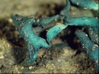 Chlorociboria argentinensis image