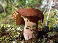 Lactarius clarkeae image